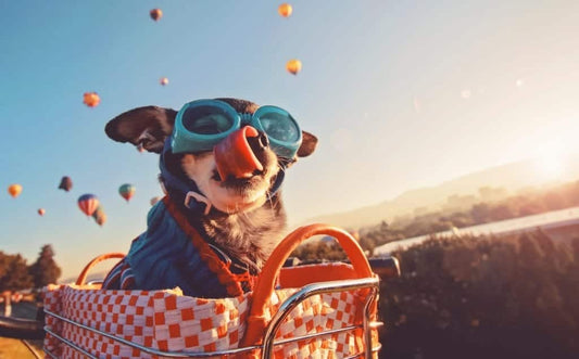 5 Ways to Keep Your Pet Disease Free