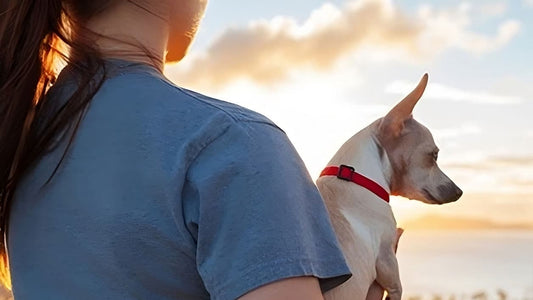 What makes cats such great pets?