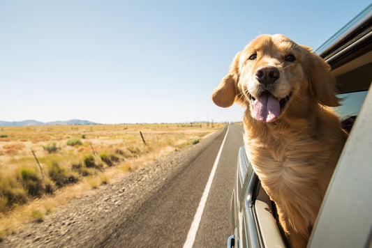 What is the ideal size of a dog pet?